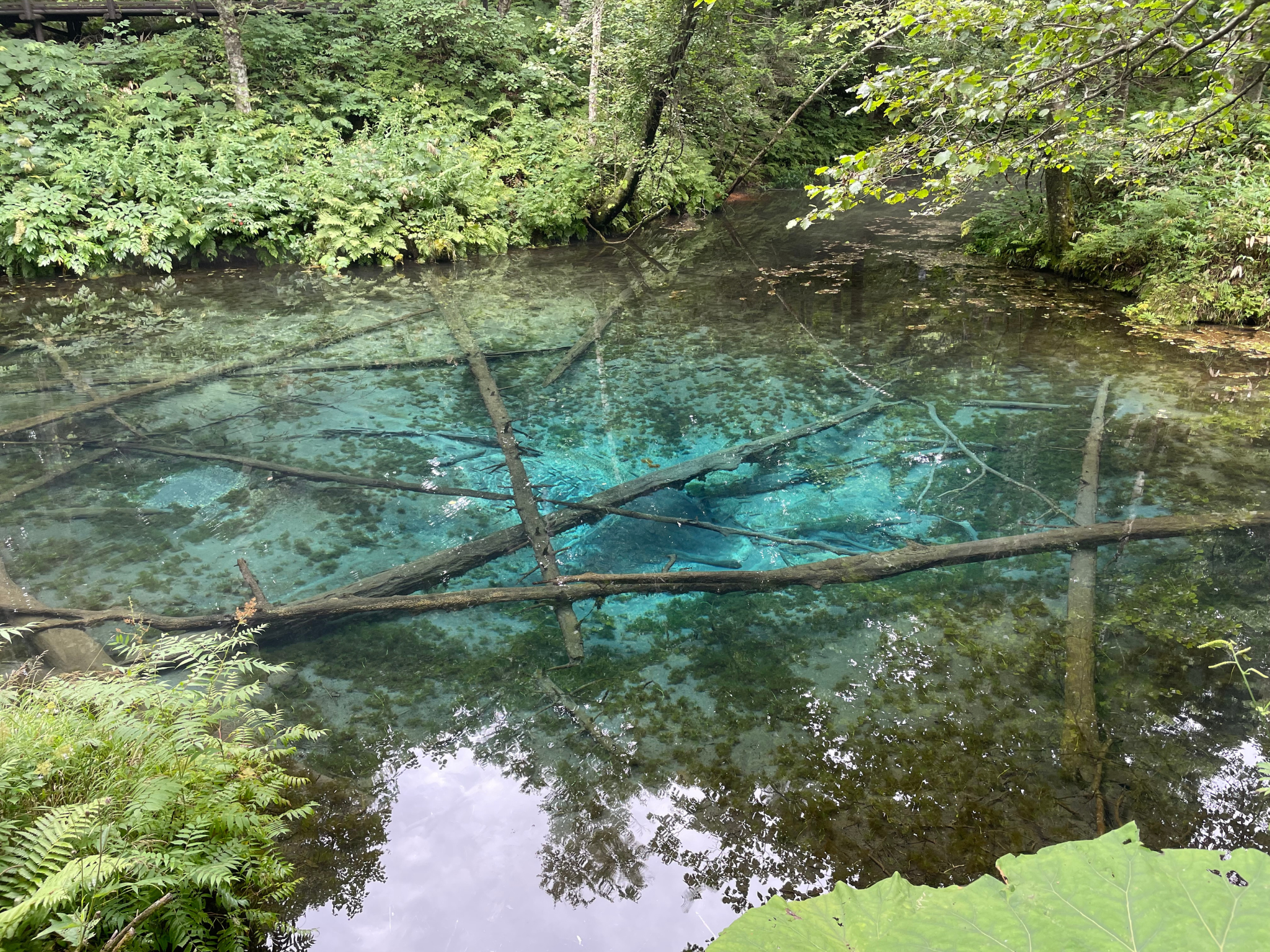 神の子池の写真