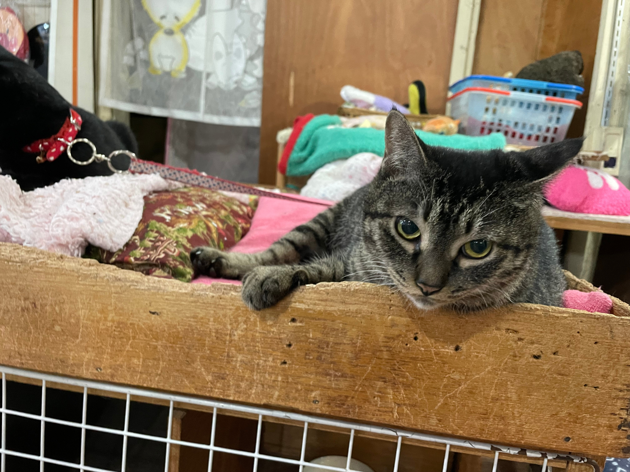 「ふじさわ民芸」の可愛い猫ちゃんです。